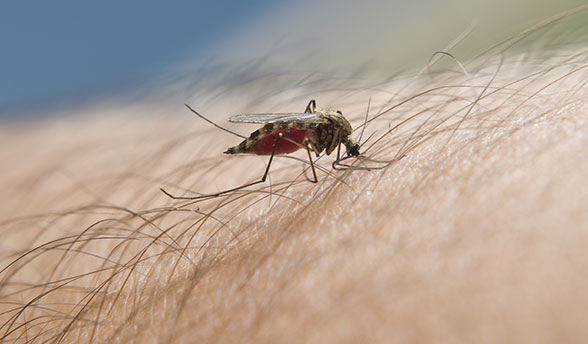 Denga tropska vročica komar