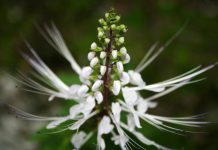 Ortosifon - Orthosiphon aristatus
