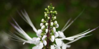 Ortosifon - Orthosiphon aristatus