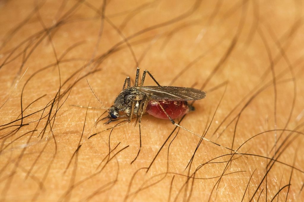 Malarijo prenasajo komarji
