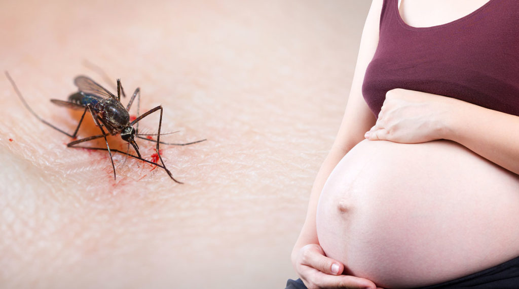 Zika in nosečnost
