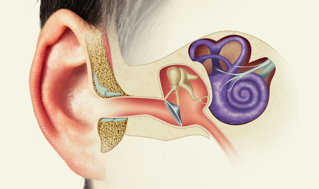 Struktura sestava ušesa