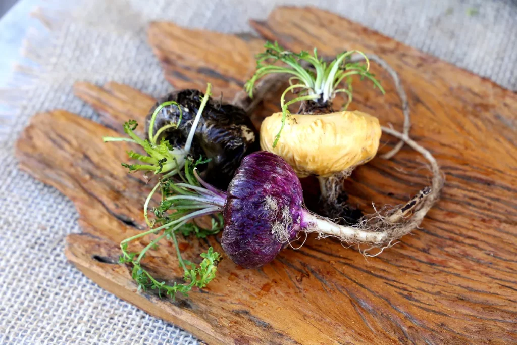 Maca lahko pomaga pri teh 6 težavah 1 Maca rdeča črna rumena