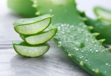 Aloe vera rastlina