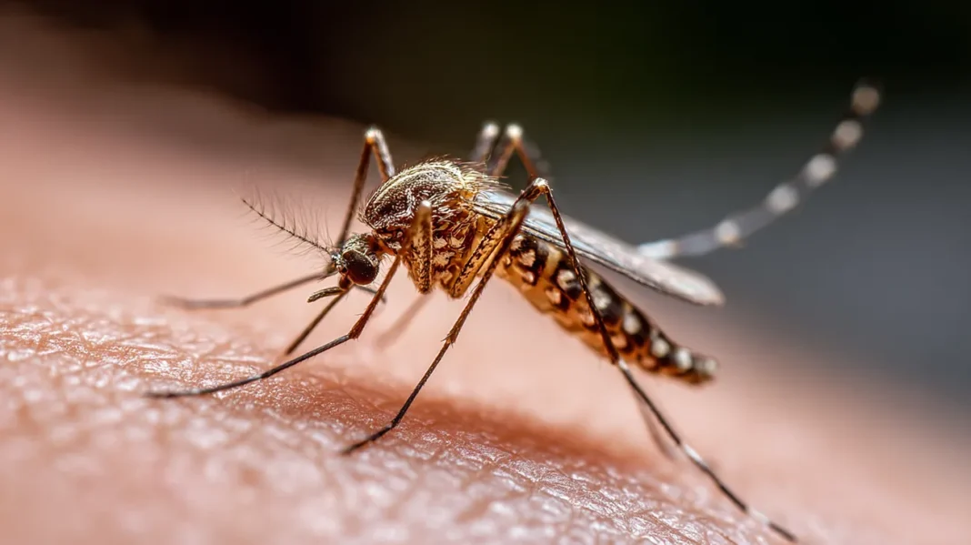 Novi primeri denge v Trstu in Ronkah – virus prenašajo okuženi komarji