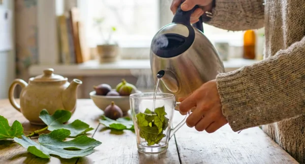 Anevrizem aorte ali žilna bomba 1 Čaj iz figovih listov: Zakaj je ta starodavni napitek spet vedno bolj priljubljen?